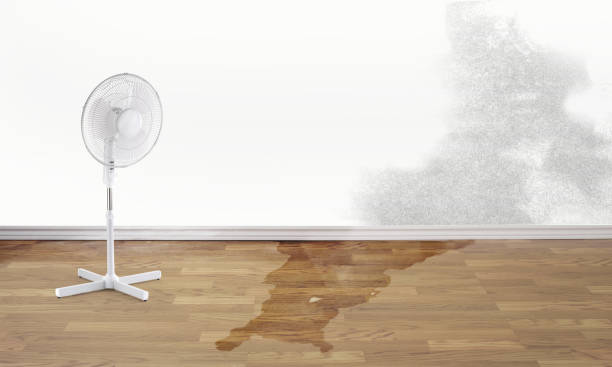 Best Ceiling water damage repair  in Oak Grove, MN