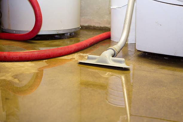 Best Mold removal after water damage  in Oak Grove, MN